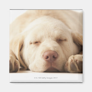 Imán Retrato del estudio del labrador retriever