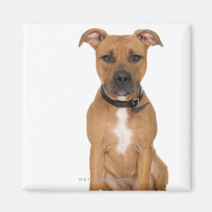Imán Retrato del estudio del perrito americano 3 del