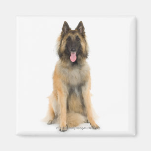 Imán Retrato del estudio del perro de pastor belga