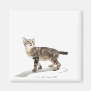 Imán Retrato del gatito blanco que mira para arriba