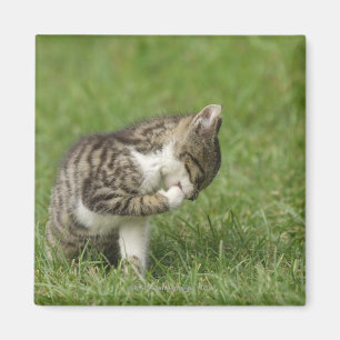 Imán Retrato del gato