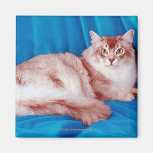 Imán Retrato del gato 3