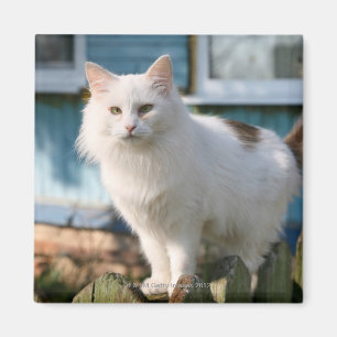 Imán Retrato del gato en la cerca