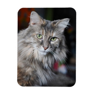Imán Retrato del gato Meow Meow