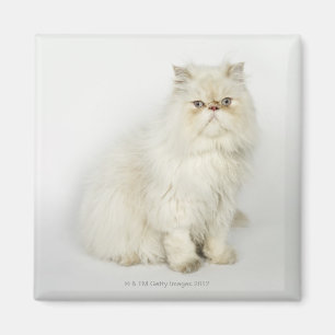 Imán Retrato del gato persa