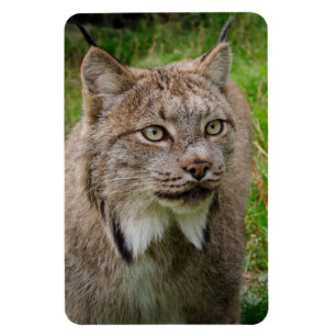 Imán Retrato del lince