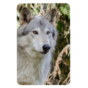 Imán Retrato del lobo