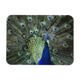 Imán Retrato del pavo real con las plumas hacia fuera