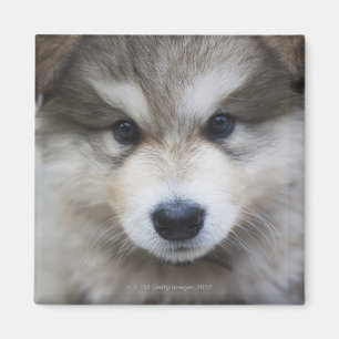 Imán Retrato del perrito