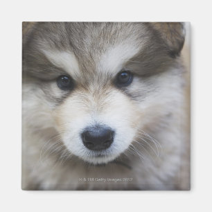 Imán Retrato del perrito