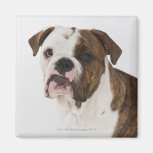 Imán Retrato del perrito lindo del bulldog
