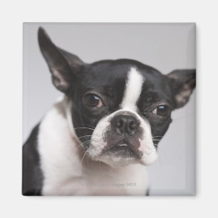 Imán Retrato del perro