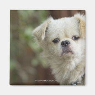 Imán Retrato del perro 2