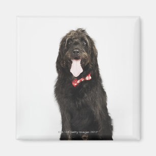 Imán Retrato del perro de Labradoodle