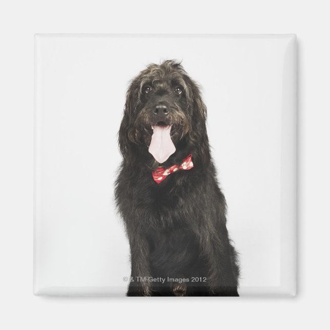 Imán Retrato del perro Labradoodle (Frente)