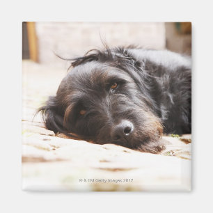 Imán retrato del perro negro que miente en yarda