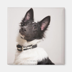 Imán Retrato del perro pastor de Shetland blanco y