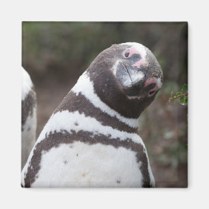 Imán Retrato del pingüino de Magellanic