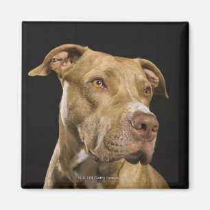 Imán Retrato del pitbull rojo de la nariz con negro