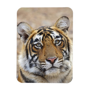 Imán Retrato del tigre de Bengala Real, Ranthambhor