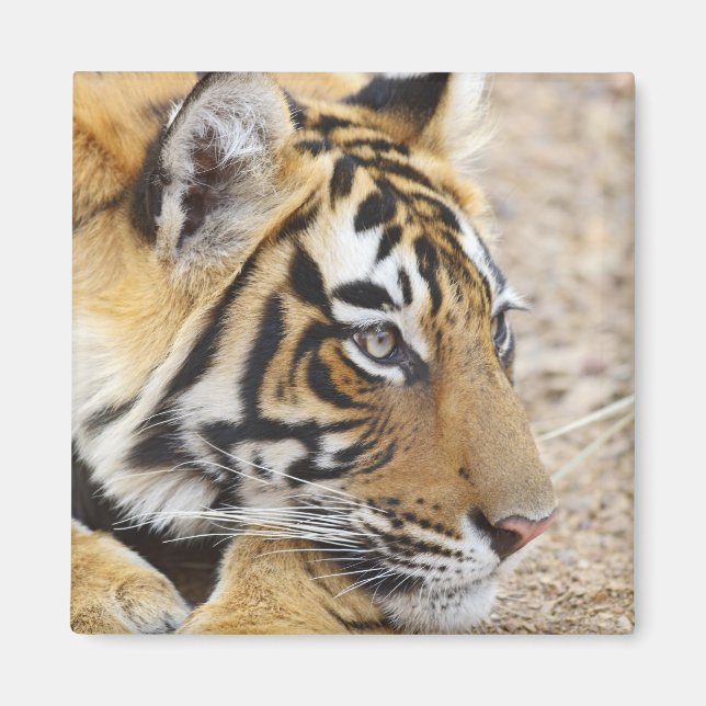 Imán Retrato del tigre de Bengala Real, Ranthambhor (Frente)