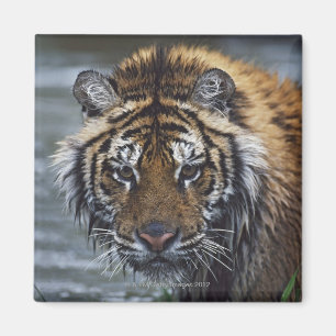 Imán Retrato del tigre siberiano mojado