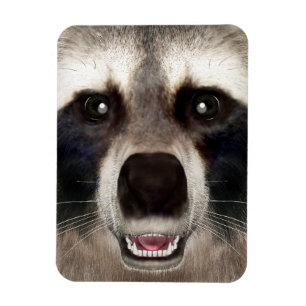 Imán Retrato Divertido de Animal Cabeza de Mapache Ador