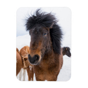 Imán Retrato divertido de caballo islandés