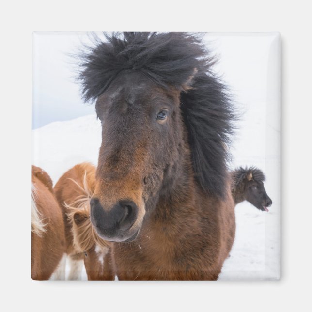 Imán Retrato Divertido de Caballo Islandés (Frente)