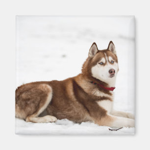 Imán Retrato espumoso siberiano chiquito