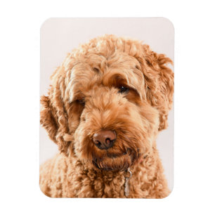 Imán Retrato Goldendoodle Studio