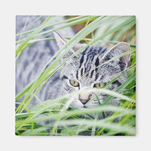 Imán retrato joven del gato