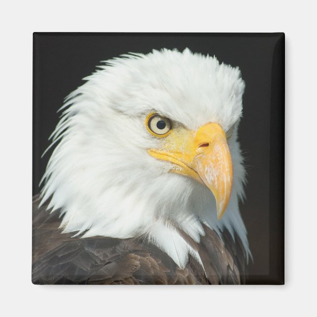 Imán Retrato majestuoso de águila baldosa (Frente)