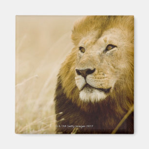 Imán Retrato masculino del león (Panthera leo), Masai