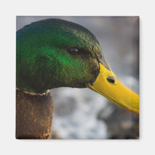Imán Retrato masculino mallard
