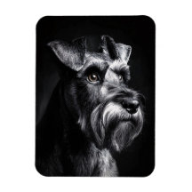 Retrato monocromo de Schnauzer flexible