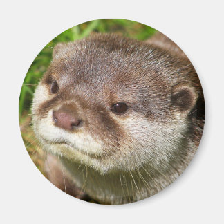 Imán Retrato Otter