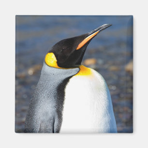 Imán Retrato pingüino