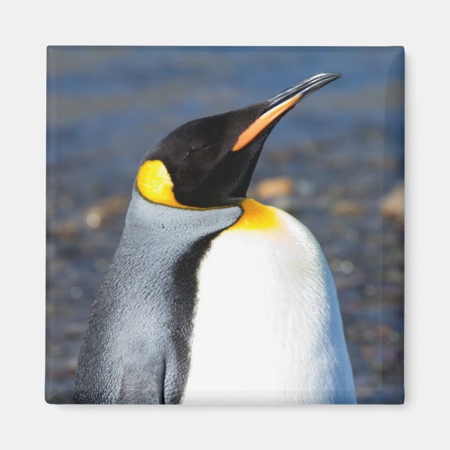 Imán Retrato pingüino (Frente)