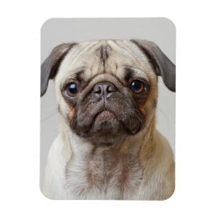 Imán Retrato Pug