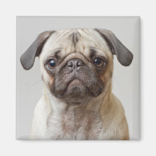 Imán Retrato Pug