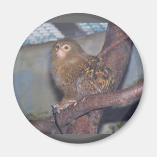 Imán Retrato Pygmy Marmoset
