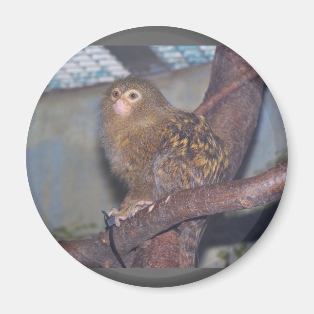 Imán Retrato Pygmy Marmoset (Frente)