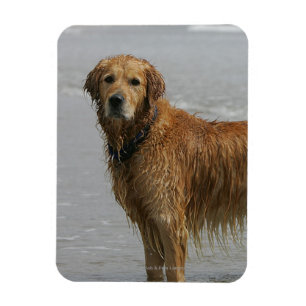 Imán Retreiver de oro en el mar