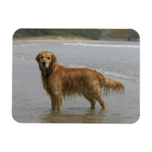 Imán Retreiver de oro en el mar