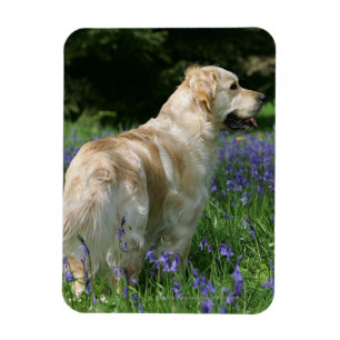 Imán Retreiver de oro en flores