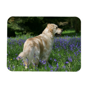 Imán Retreiver de oro en flores