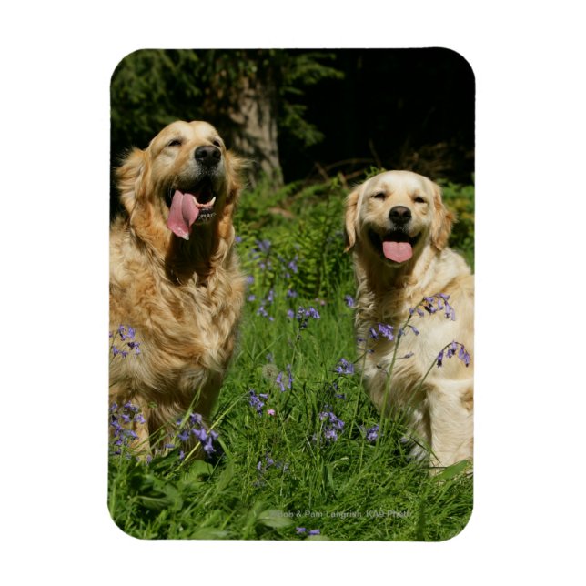 Imán Retreivers dorados en la hierba (Vertical)