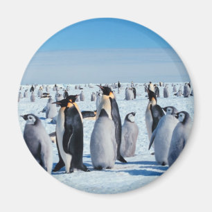 Imán Reunión del pingüino