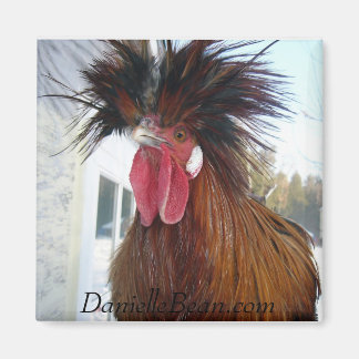 Imán Rex Rooster Magnet